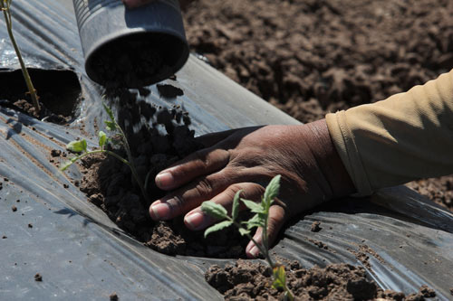 Las trabajadoras agrícolas reciben menos de 100 pesos diarios que tenían al inicio del año cuando se movilizaron por mejoras laborales.