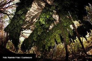 DROGAS-FOTO-CUARTOSCURO-RASHIDE-FRIAS-5