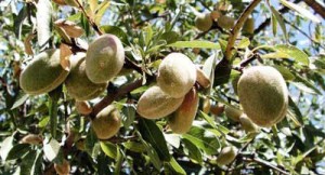 almendro