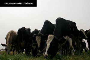 GANADO-FOTOS-CUARTOSCURO-ENRIQUE-ORDONEZ-