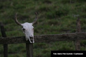 GANADO-FOTOS-CUARTOSCURO-MARCO-POLO-GUZMAN-