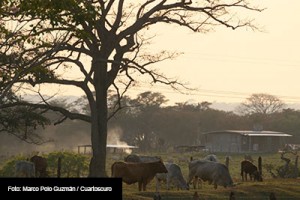GANADO-FOTOS-CUARTOSCURO-MARCO-POLO-GUZMAN-1