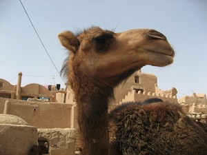 INTERIORES-CAMELLOS-2