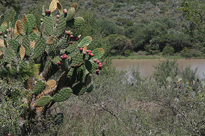 INTERIORES-CHARCO-INGENIO-2