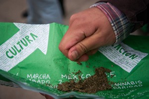 INTERIORES-MARIGUANA-2
