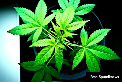 INTERIORES-MARIGUANA-5