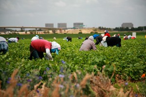 INTERIORES MIGRANTES IMPUESTOS (2)