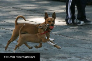 MALTRATO-ANIMAL-FOTO-CUARTOSCURO-ARTURO-PEREZ-3