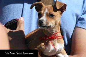 MALTRATO-ANIMAL-FOTO-CUARTOSCURO-ARTURO-PEREZ-4