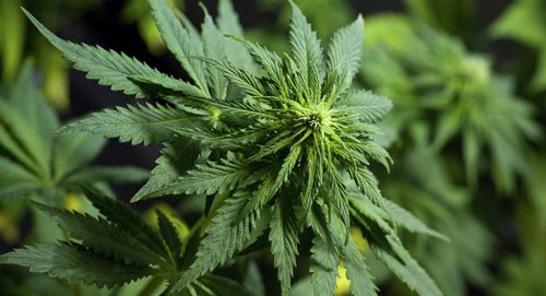 Mariguana3