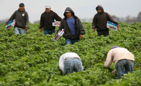 Migrantes campo