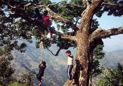 Durante la guerra Nepal Tíbet de 1855 a 1856 muchas vidas se perdieron en ambos frentes. Después de la guerra los soldados de Haibung retornaron a su pueblo y plantaron este árbol para recordar a sus guerreros caídos y enmendar sus pecados por matar a miles de sus contrapartes. El árbol sigue en el borde del área no. 1 del pueblo de Haibung. 