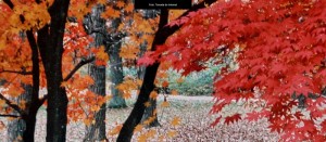 Otoño-heades-sliders-1600x700
