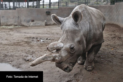 Aunque es más numeroso que el rinoceronte blanco del norte (en peligro de extinción), el rinoceronte blanco del sur se encuentra bajo la devastadora amenaza de los cazadores furtivos.