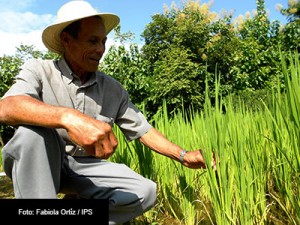 SEGURIDAD-ALIMENTARIA-FOTO-IPS-FABIOLA-ORTIZ-1