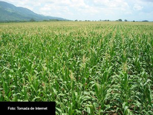 SEGURIDAD-ALIMENTARIA-FOTO-TOMADA-DE-INTERNET-3