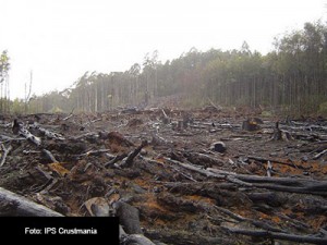 ULTIMOS-BOSQUES-VIRGENES-FOTO-IPS-CRUSTMANIA