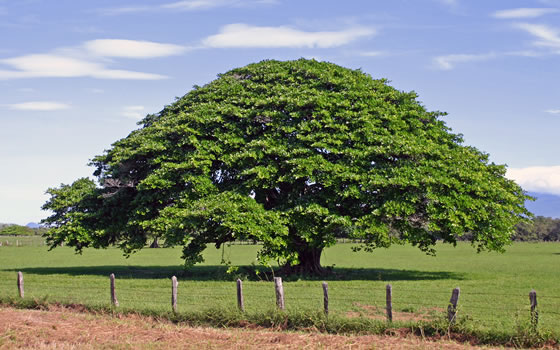 arbol-de-guanacaste1