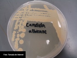 candida-albicanis-FOTO-TOMADA-DE-INTERNET-1